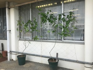 IMG_1045.jpg