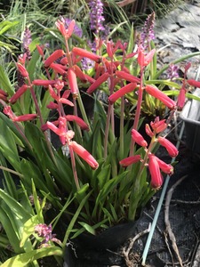 IMG_1628.jpg