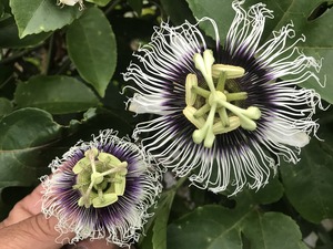 IMG_1761.jpg